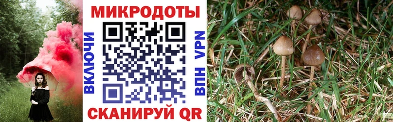 где найти   Севск  Псилоцибиновые грибы ЛСД 